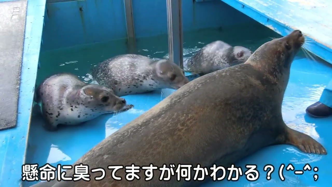 【アザラシ】さぁみんなお家へ帰りましょう！（伊勢シーパラダイス／水族館）