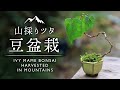 山採りツタで豆盆栽 【Bonsai diary 盆栽日記 10/30】初心者の簡単盆栽の作り方 育て方 里山 小品盆栽 ミニ盆栽 苔 コケ ivy mini bonsai moss EOS R5撮影