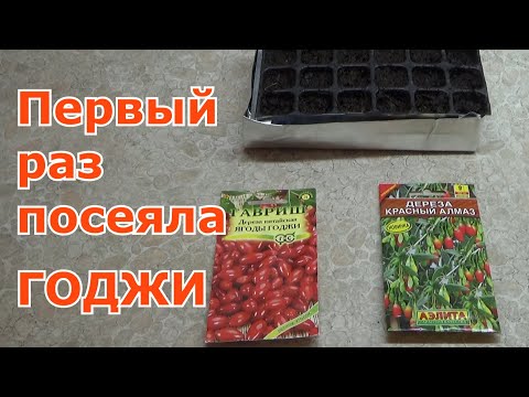 Ягоды годжи семенами. Посев годжи семенами в домашних условиях. Выращивание дерезы в Подмосковье.