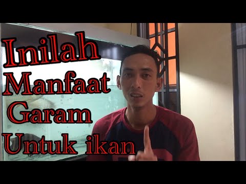 Video: Apakah pek garam pada mini?