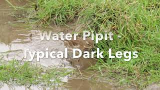 Water Pipits and Meadow Pipits together - Lancashire - February 2024.