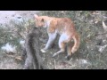 Deadly fight between cats