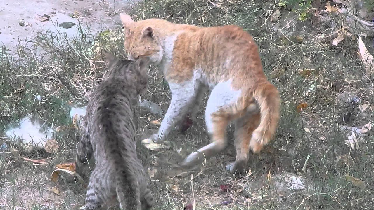 Brutal Cat Fights