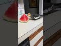 Cockatiel eating watermelon 