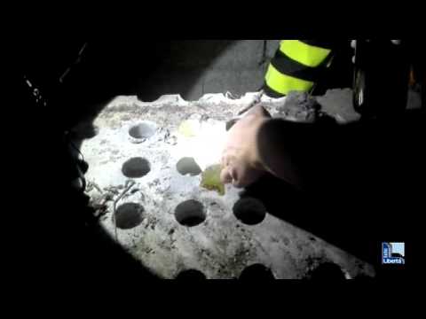 Video: Gattino Salvato Dal Tunnel Di Boston Dai Soccorritori E Dalla Polizia