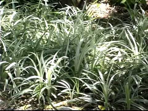 shade ground cover