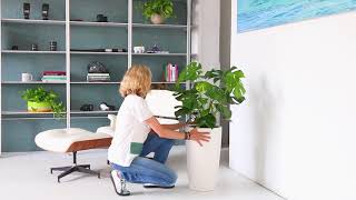 Monstera Plant Potted In Lechuza Rondo Planter