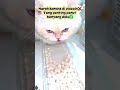 #anabullucu #catsnus #makanankucing #snackkucing #promopaydaysale