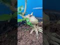 "Pruning is fun! 😊 #bonsai #bonsaitree #gardening #hobby"