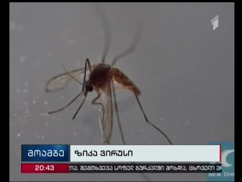 ბრიტანეთის 3 მოქალაქეს ზიკა ვირუსი აღმოაჩნდა