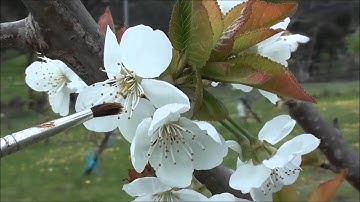 Cherry Pollination