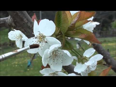 Video: Cherry Cog Qoob Loo: Coccomycosis Tswj, Cherry Tawg Paj Pollination, Cherry Pruning