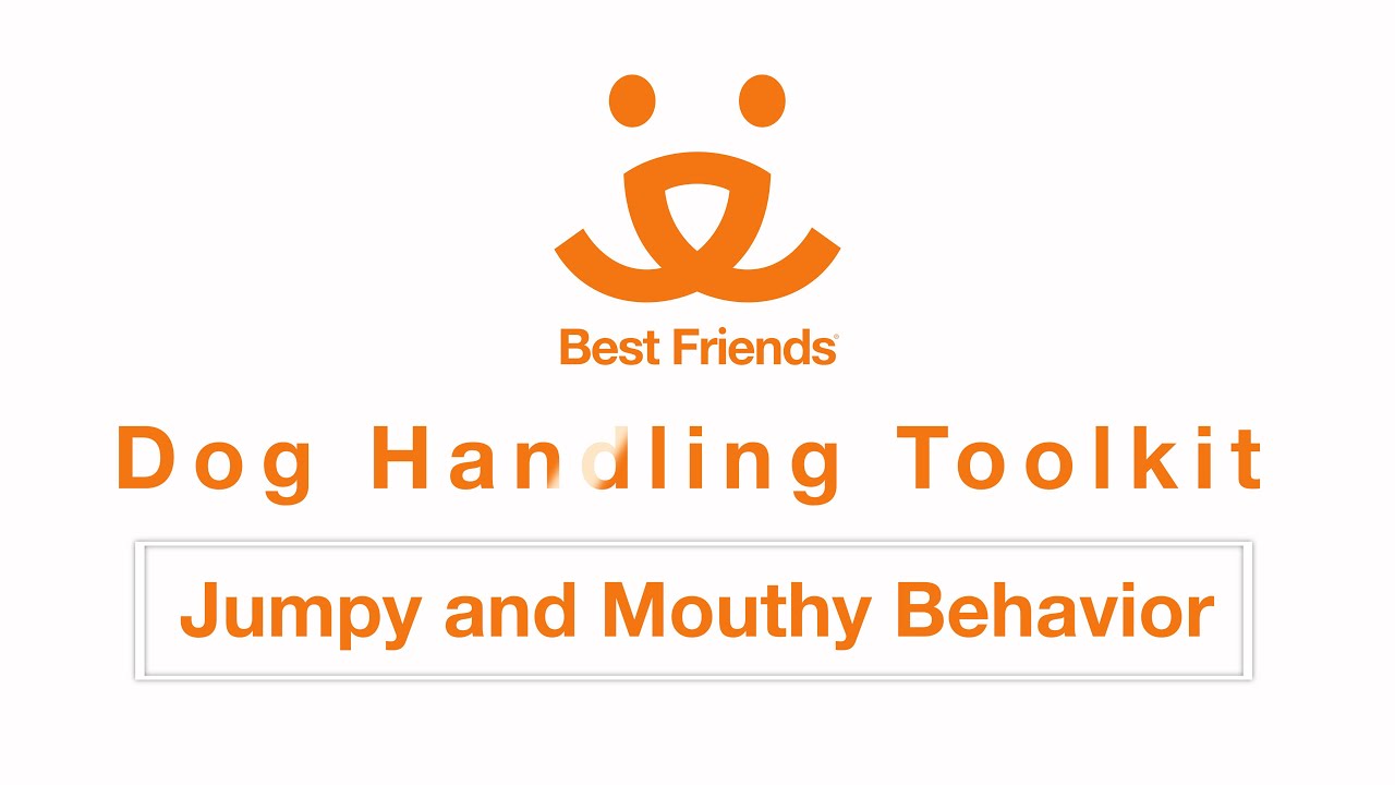 Dog handling toolkit Jumpy and Mouthy Behavior - YouTube