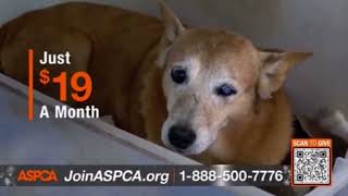 Aspca silent night 2023