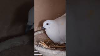 Jungtauben Nachzucht 2026 Wiener Hochflugtauben Rassetauben #pigeon