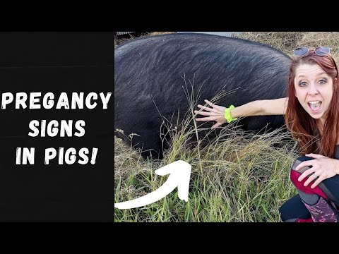 How To Tell If Your Pig Is Pregnant! | EASY Signs! + How to Prepare for Piglets!