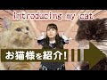 【Today's cat】はじめまして、お猫様紹介動画!