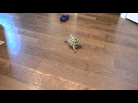 Видео: Черепаха против грузовика / Tortoise vs. Truck @darcyxa
