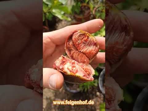 Feige 'Francesca' www.feigenhof.de