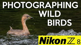 Photographing wild birds in Lathkill Dale with the Nikon Z8