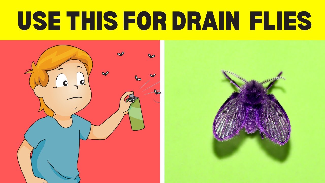 What Can You Do In Your Home To Get Rid Of Drain Flies?