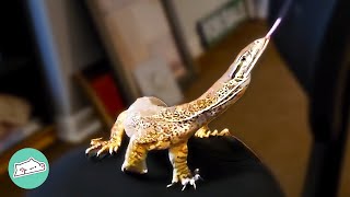 Clumsy Lizard Falls Every Time, But Man Still Loves Him | Cuddle Reptiles screenshot 3