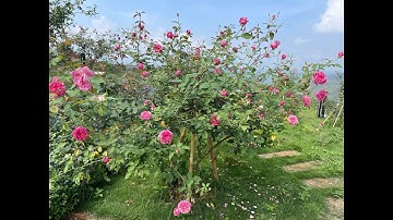 CÀNG MONG MUỐN ĐIỀU GÌ - BẠN SẼ CÀNG KHÔNG ĐẠT ĐƯỢC ĐIỀU ĐÓ.