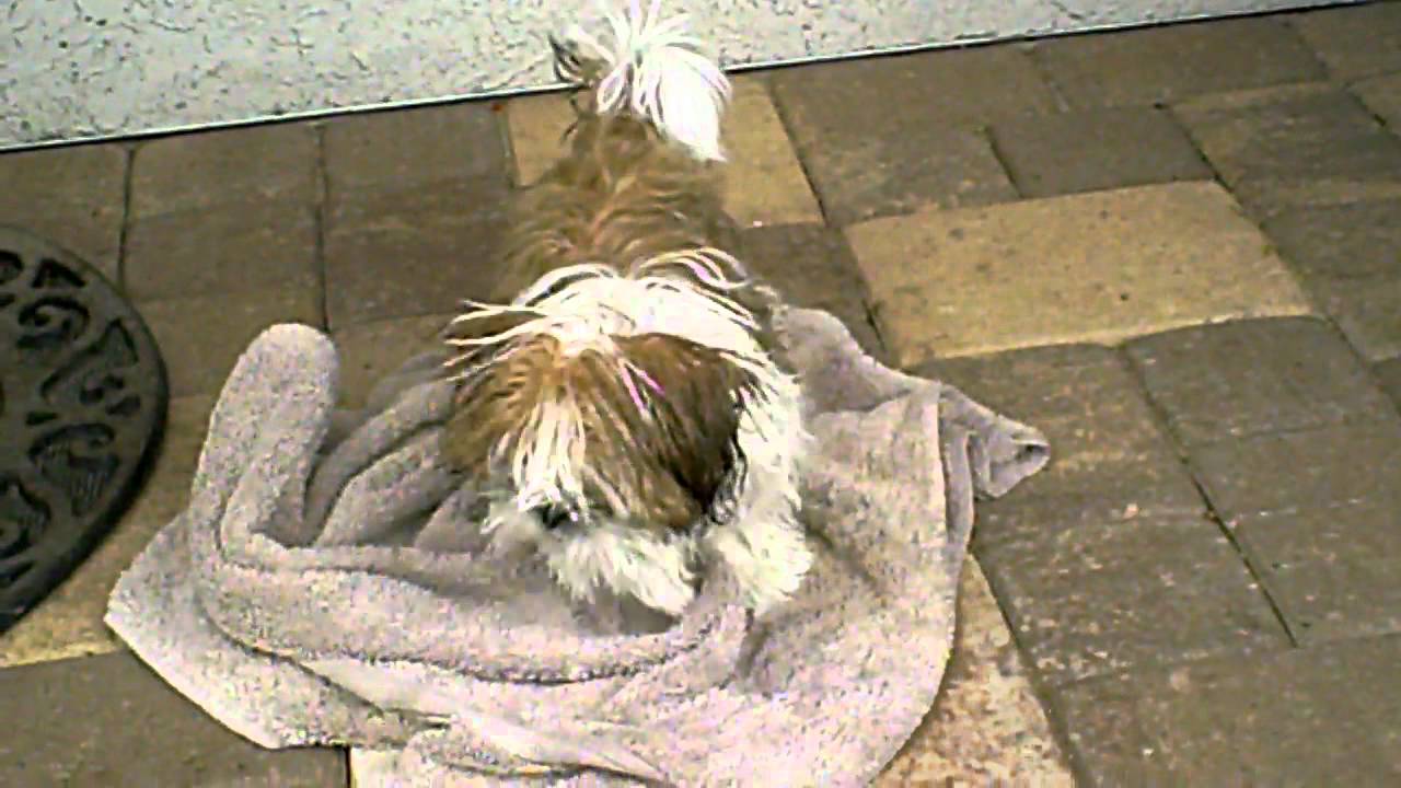 Shih Tzu Puppy Drying Off After A Bath - YouTube - Anxious Puppy Drying Off After Bath