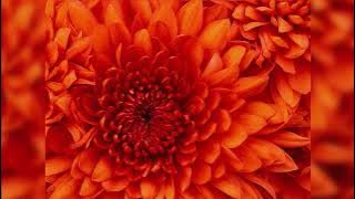 2 Live Crew Here I Come