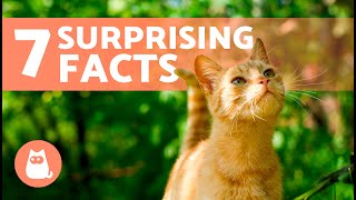 7 FACTS About ORANGE CATS
