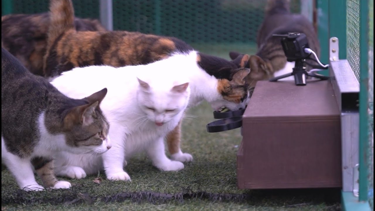 하하하 오마카세 오픈