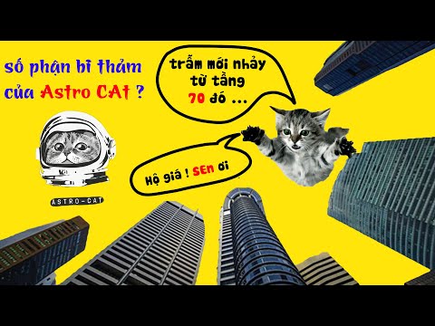 Mèo có thể nhảy từ độ cao " 320 Mét " ? | Những sự thật thú vị về Mều - Phần 1 .