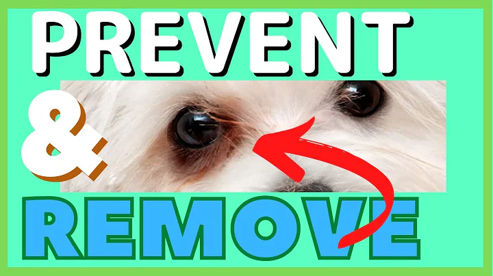 What To Do About TEAR STAINS On My Maltese? - DayDayNews