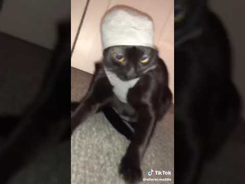 Video: Jak se jmenuje ta kočka v kikině doručovací službě?