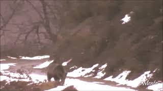OSO CANTÁBRICO POR LA PISTA FORESTAL -naturalmente fauna-