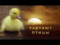Улетают птицы - Наталия Лансере - детская песня - клип / children's song - birds fly away