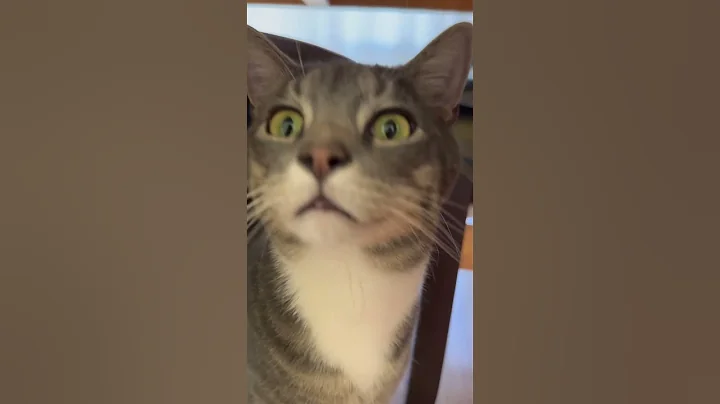 Video 11295041: cats kitten catlover pets, catlover pets cats animal, kitten catlover pets funny