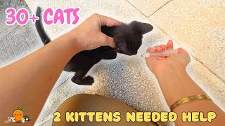 I Fed 30  Rescue Cats… Then I Had to Help These 2 Tiny Kittens ❤️