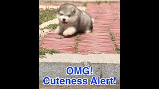 😍 The Most Adorable Fluffy Puppies ❤️ | #Shorts