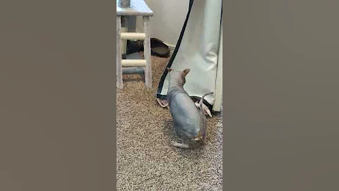 Video 2288471: sphynx cutecat, sphynx attack