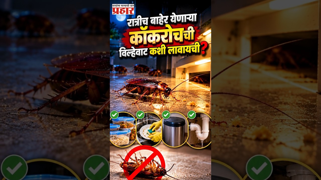 Cockroach Secrets | रात्रीच कॉकरोच बाहेर का येतात? दिवसा कुठे लपतात आणि त्यांना घरातून कसं पळवायचं?