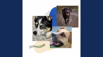 Understated Backdrops for Sleepy Puppies