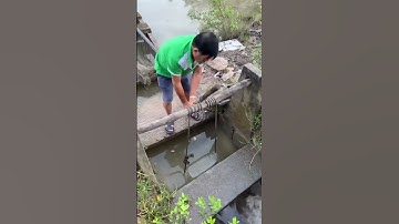 Xổ vuông tôm ở Cà Mau