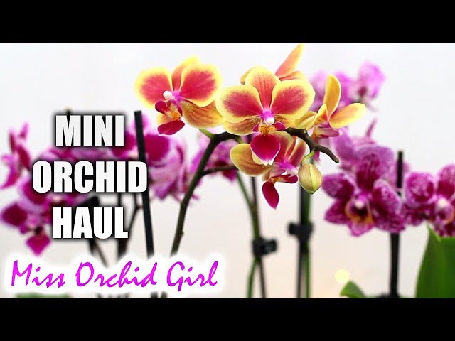 Mini Phalaenopsis Orchid haul! - YouTube