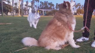 Siberian Husky Food Thief Sneaks f/Malamute Husky Rescue