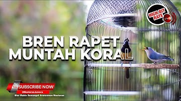 🔴 MASTERAN KRISTAL CUCAK CUNGKOK ISIAN TEMBAKAN VS RAMBATAN PARUH MERAH FULL BREN
