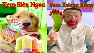 Thú Cưng TV | Tứ Mao Đại Náo #33 | Chó Golden Gâu Đần thông minh vui nhộn | Pets cute smart dog