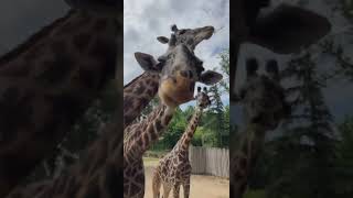 Let&#39;s Feed Some Giraffe  -  Cincinnati Zoo #shorts