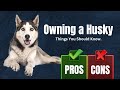 The pros  cons of owning a siberian husky