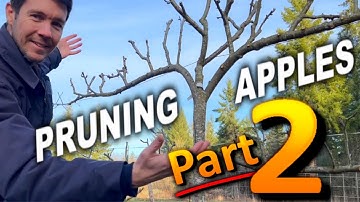 How to Prune Apple Trees PART 2 | Tips for Pruning Espaliered Apple Trees